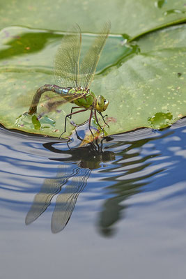 Große Königslibelle
