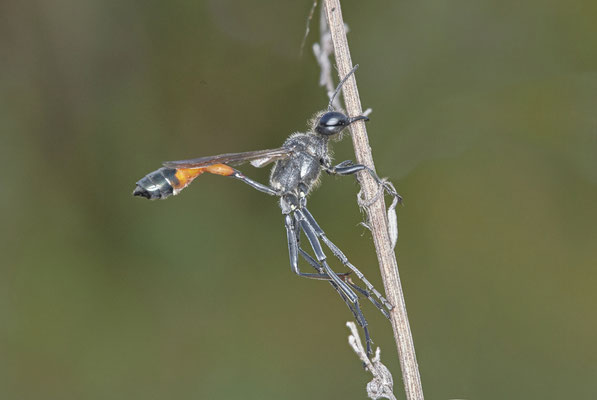 Ammophila sabulosa / Gemeine Sandwespe - WES Drevenacker Dünen - 51°39`02.42"  6°40`43.35" - (18.07.2020)