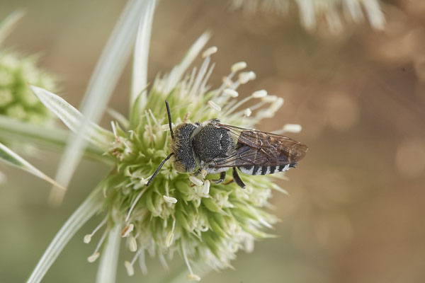 Coelioxys afra - Kegelbiene - Dinslaken Emschermündung - 51°33`56.26" 6°41`27.74" - (13.08.2020) - Rote Liste: Kategorie 3: Gefährdet
