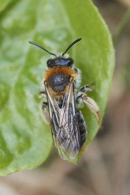 Rotschopfige Sandbiene / Andrena haemorrhoa - (25.04.2022)