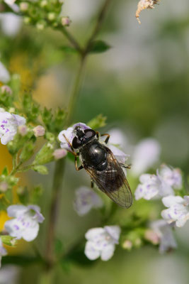 Cheilosia caerulescens / Gänsedistel-Erzschwebfliege