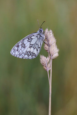 Schachbrett - (Urlaub im Allgäu / Bayern vom  30.06. bis 09.07.2023)