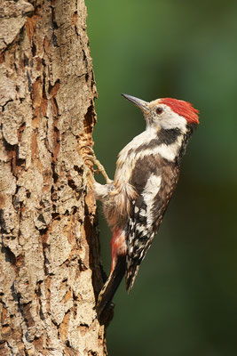 Mittelspecht - Nettetal Rohrdommelprojekt de Wittsee - (23.05.2019)