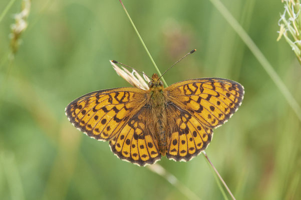 26 - Mädesüß-Perlmutterfalter - Vom 13.6. bis 20.6.2021 Urlaub im Allgäu