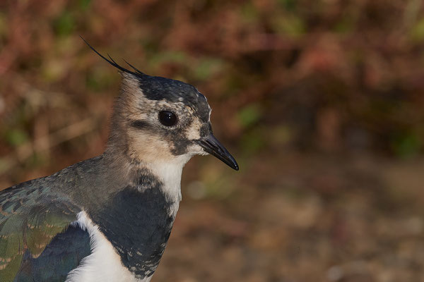 Kiebitz - 2ter Tag im Biotopwildpark Anholter Schweiz - (22.09.2020)