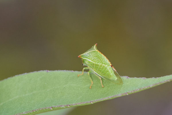 Nr.1308 - Stictocephala bisonia / Büffelzirpe / Büffelzikade - OB LMB - 51°29`11.55" 6°53`53.48" - (06.09.2019)