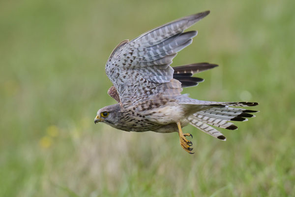 Turmfalke - Serie Flugfotos