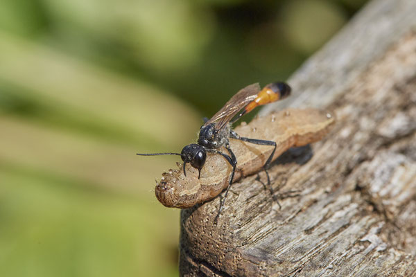 Ammophila sabulosa / Gemeine Sandwespe - später noch eine 2te Sandwespe mit betäubter Raupe - (18.07.2021)