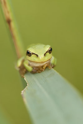 Laubfrosch - (07.08.2021)