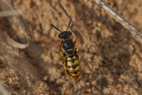 Nr. 02/11 - Bienenwolf mit Biene Oberhausen Weiherstraße Waldteichgelände-2 (30.08.2018)
