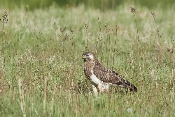 Mäusebussard -NL - (09.05.2022)