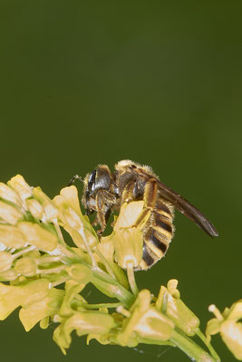 Halictus scabiosae - Renaturierte Kiesgruben in Weeze - (13.05.2021)