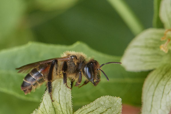 Nr.0715 - Andrena florea / Zaunrüben-Sandbiene - w - OB Neue Mitte 2 - 51°29`18.27" 6°53`39.83" - (16.06.2019)