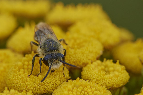 Nr.1080 - Colletes sp. w - WES Rheinbrücke Büdericher Insel - 51°38`40.99" 6°36`30.54" - (09.08.2019)