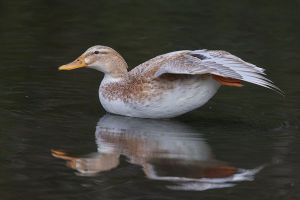 Stockente ( Fehlfarbe )  in der MH-Ruhraue