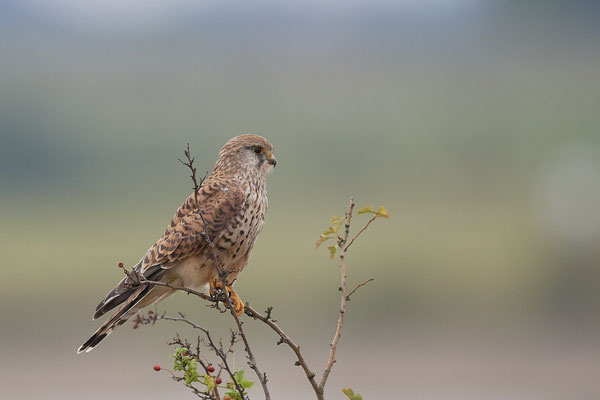 Turmfalke
