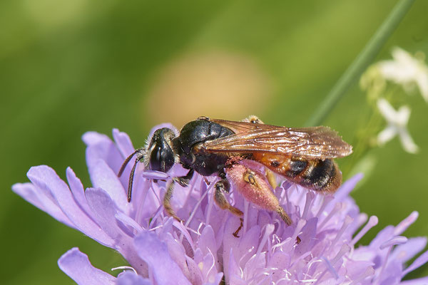 Nr.0928 - Andrena hattorfiana / Knautien-Sandbiene - OB Haus Ripshorst - 51°29`30.43" 6°54`05.41" - (28.06.2019)