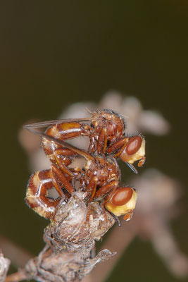 Nr.0856 - Gemeine Breitstirnblasenkopffliege / Sicus ferrugineus - OB LMB - 51°29`11.55" 6°53`53.48" - (27.06.2019)