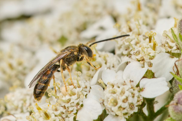 Lasioglossum fulvipes - Garten