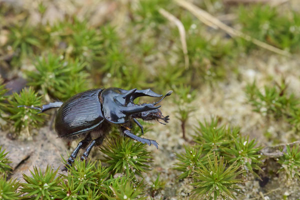 Stierkäfer