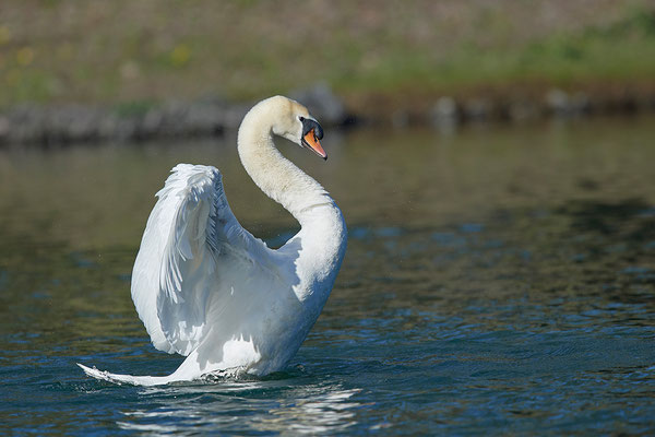 Höckerschwan