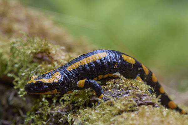 Feuersalamander