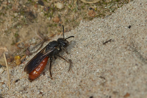 Nr.17/07 - Sphecodes sp (Blutbiene) - OB/E-LMB - (17.10.2018)
