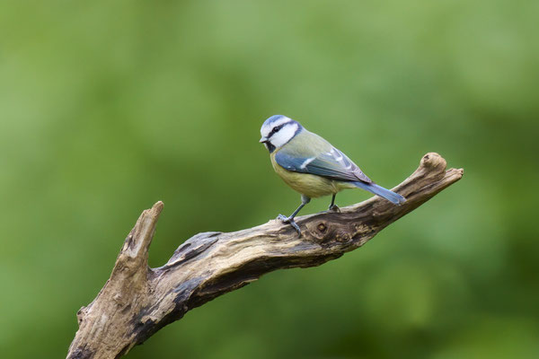 Blaumeise