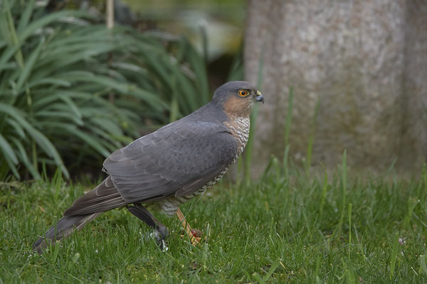 Sperber Männchen hat einen Buchfink geschlagen - Garten - (13.03.2020) 