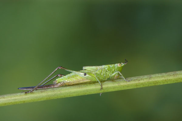 Langflügelige Schwertschrecke