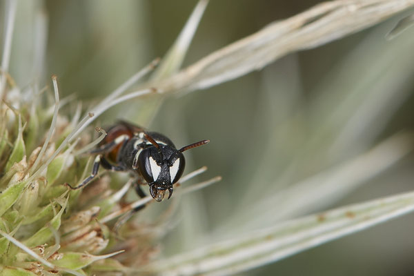 Hylaeus variegatus / Maskenbiene - Dinslaken Emschermündung - (18.08.2020)