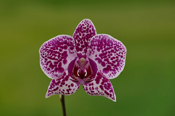 Orchideeblüte von der Fensterbank