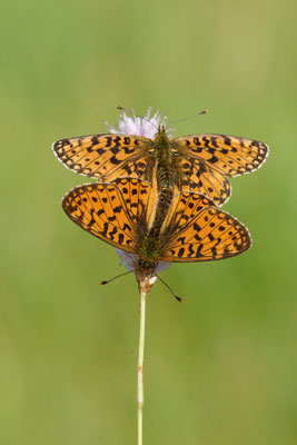 Braunfleckiger Perlmuttfalter - (Urlaub im Allgäu / Bayern vom  08.06. bis 19.06.2025)