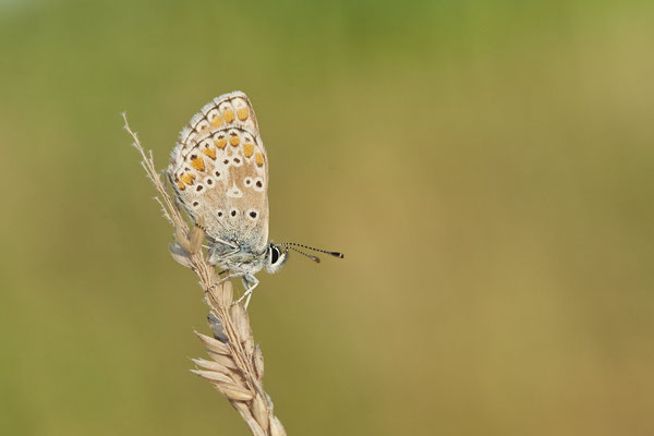 Hauchhechel-Bläuling - Hünxe - (29.06.2022)