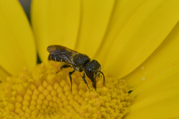 Heriades truncorum