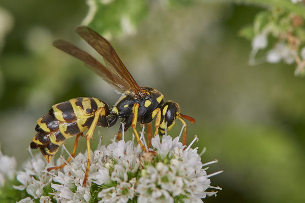 Nr.1065 - Polistes dominula / Französische Feldwespe ( mit Parasitoid von Xenos vesparum ) - Zwillbrock Vreden Biologische Station - 52°03`17.44" 6°41`34.71" - (01.08.2019)