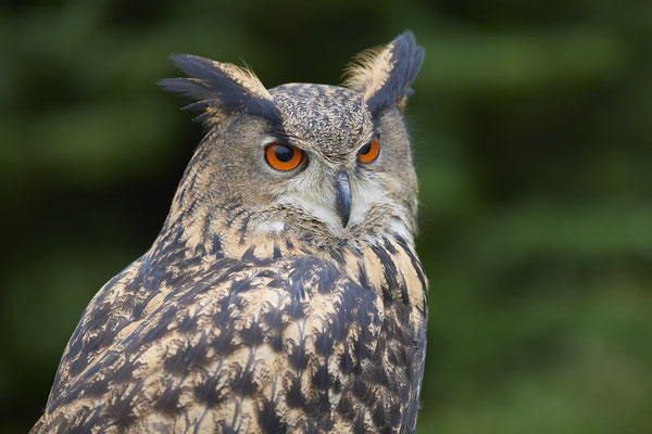 Uhu - Heute beim Falkner H. Peschen aus Wesel - (15.12.2018)