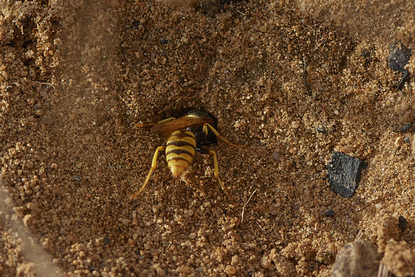  Nr. 02/09 - Bienenwolf Oberhausen Weiherstraße Waldteichgelände-2 (30.08.2018)