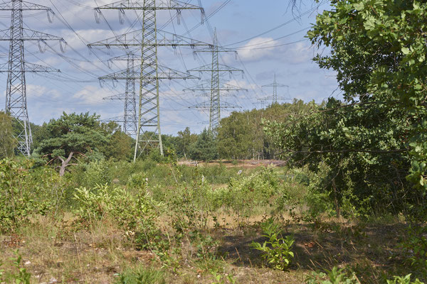 Nr.1181 - WES Lippedünen Aaper Vennekes - 51°39`12.73"  6°40`40.66" - (12.2019)