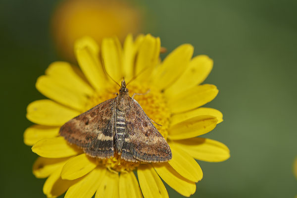 Rübenzünsler - Kaiserstuhl - (23.06.2020)