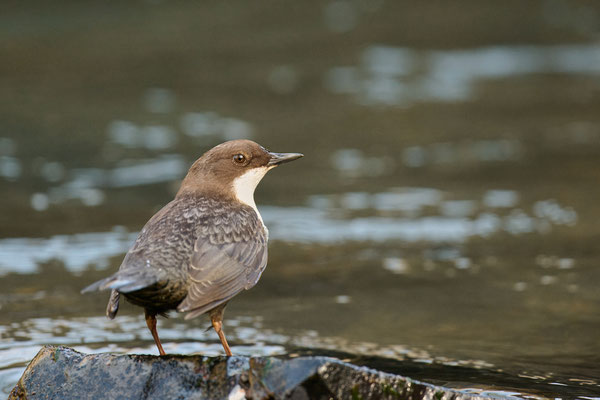 Wasseramsel