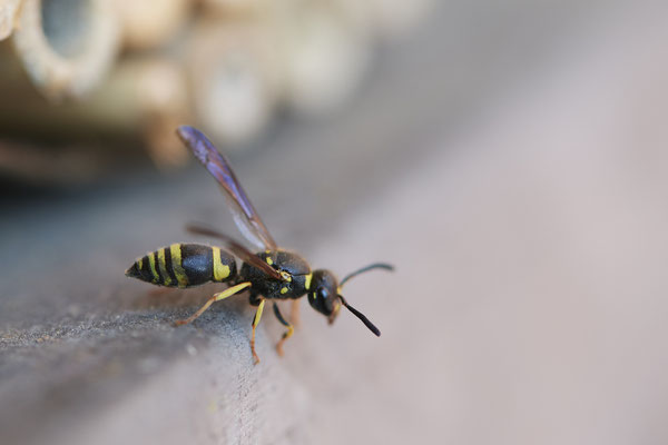 Nr.0001 - Ancistrocerus nigricornis / Lehmwespe - OB Garten - 51°31`49.60" 6°50`56.50" - (28.03.2020)