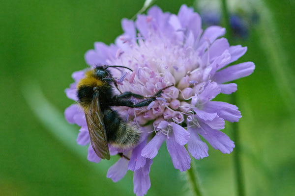 Kuckuckshummel unbestimmt