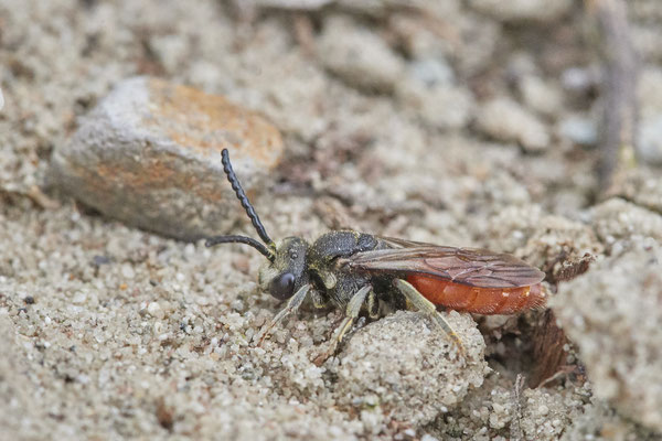 Nr.1297 - Sphecodes albilabris / Riesen-Blutbiene - OB LMB - 51°29`11.55" 6°53`53.48" - (04.09.2019)