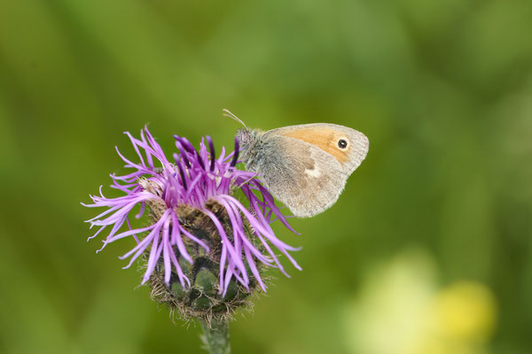 Kleines Wiesenvögelchen