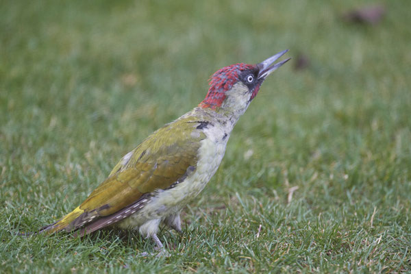 Heute Morgen waren 2 Grünspechte im Garten- Männchen adult - OB Garten - (01.09.2020)