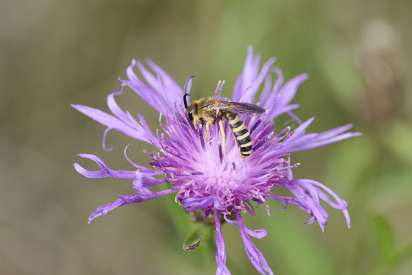 Halictus scabiosae
