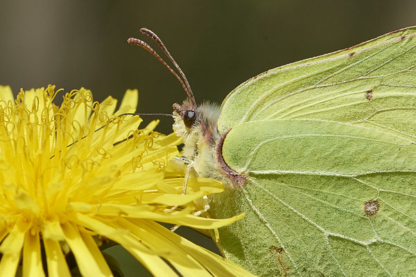 Zitronenfalter - Detail - (28.04.2021)