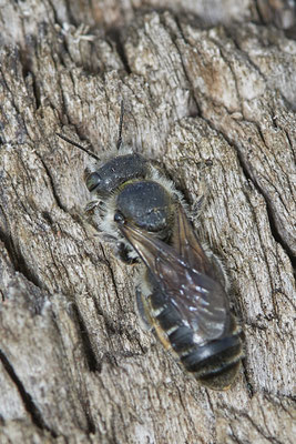 Nr.0707 - Osmia (Hoplitis) adunca / Natternkopf-Mauerbiene - w - OB LMB - 51°29`11.55" 6°53`53.48" - (16.06.2019)