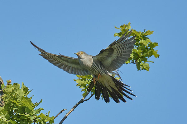Kuckuck - Nettetal Rohrdommelprojekt - (07.05.2020) 